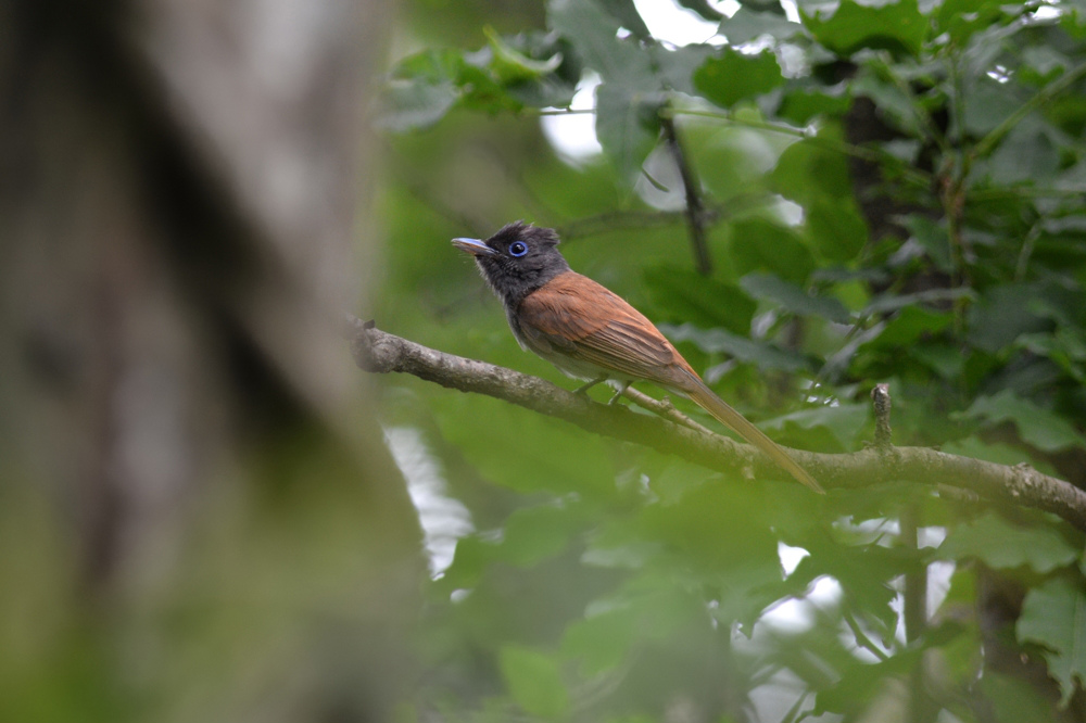 サンコウチョウ_f0053272_9541434.jpg