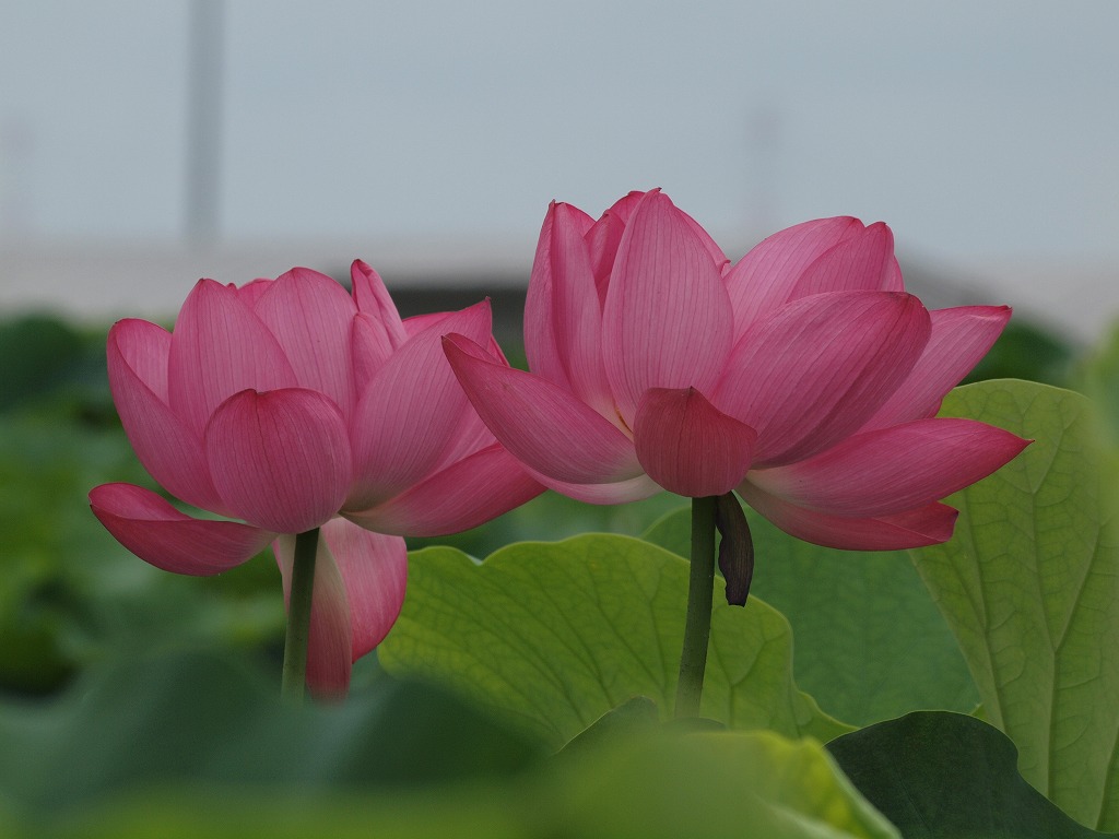 蓮の花咲く風景 立田赤蓮保存田 自然風の自然風だより