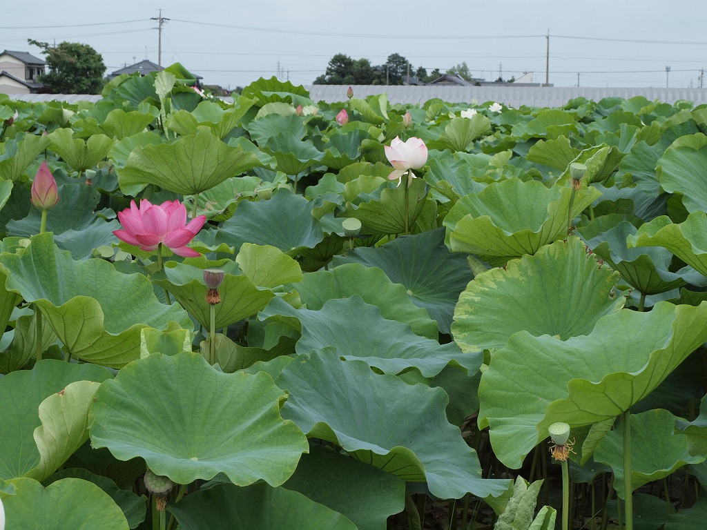 蓮の花咲く風景 立田赤蓮保存田 自然風の自然風だより