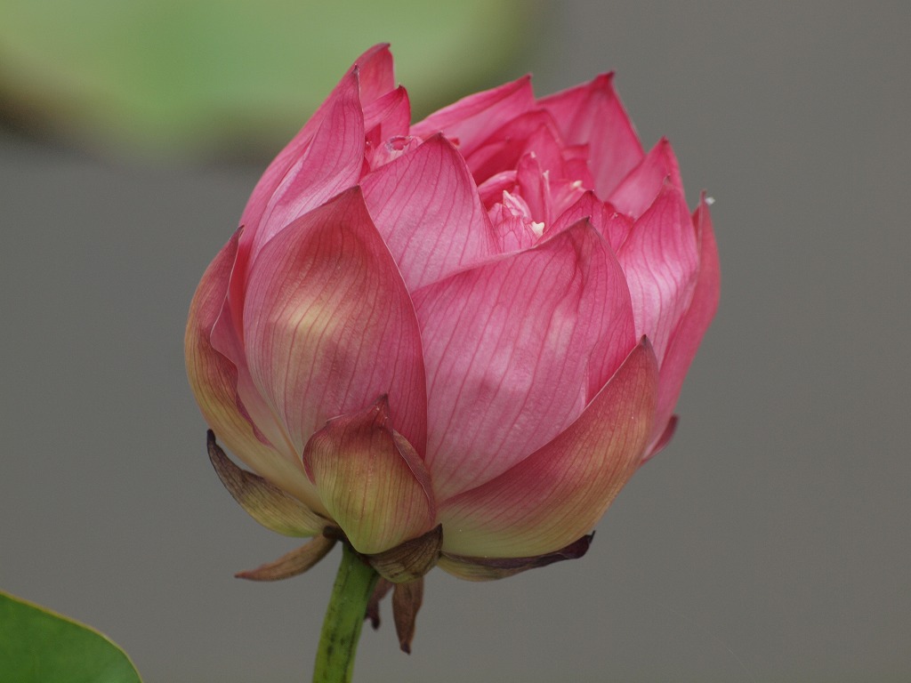 『蓮の花咲く風景　(立田赤蓮保存田)』_d0054276_20495526.jpg