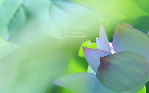 蓮の花の壁紙つくりました Photomomo ももなの写真館 蓮の花の壁紙つくりました Photomomo ももなの写真館