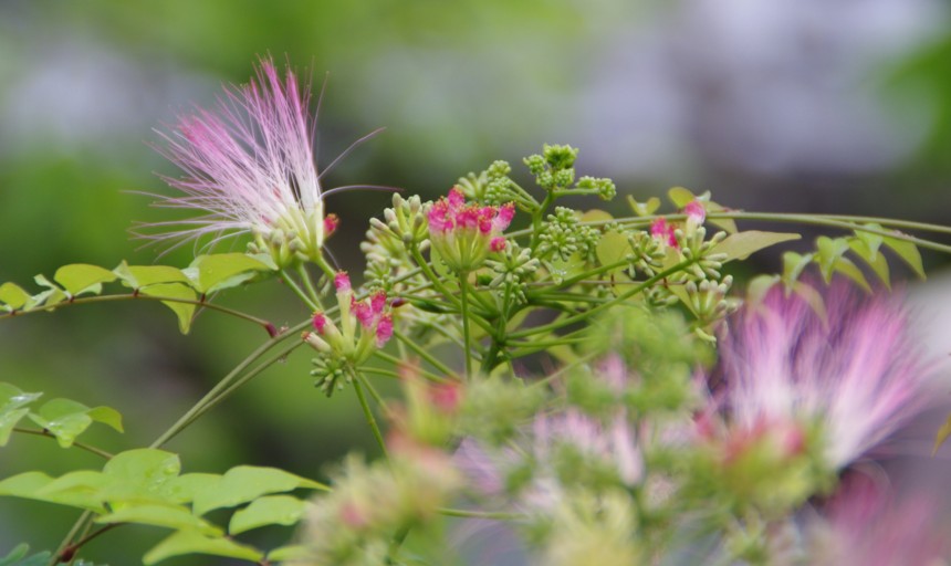 合歓・ねむ・ネムの花_c0144185_1082998.jpg