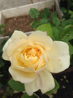 a0279990_10241330.jpg