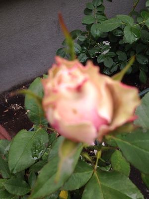 a0279990_10241796.jpg