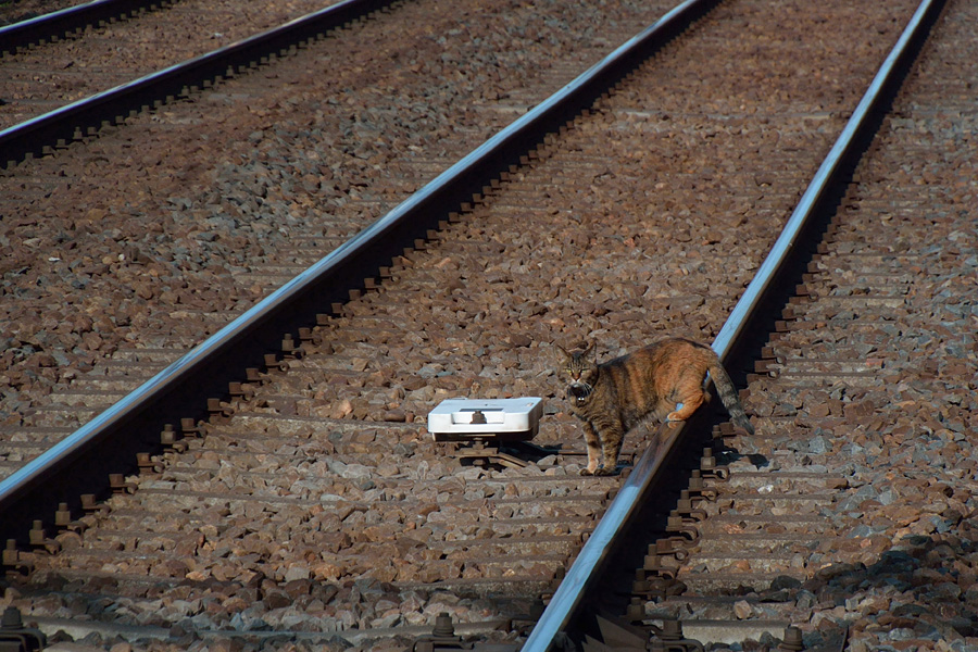 14.05.01～05.29：散歩写真、ニャンコ、花、時々電車（皐月編）９ _c0007190_19224278.jpg