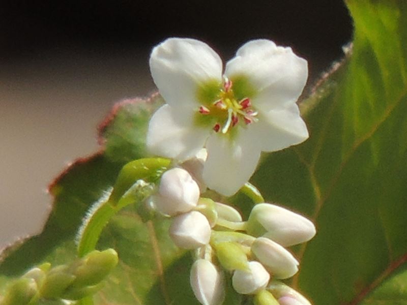 庭の草花（27回目）_b0237704_13525752.jpg