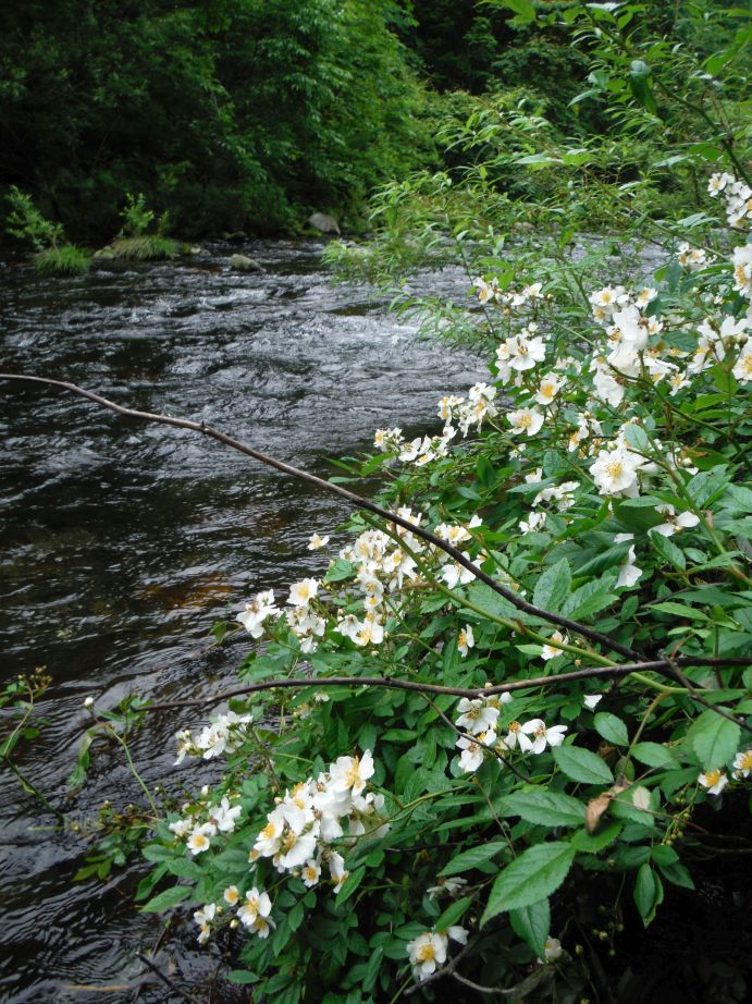 b0172805_985710.jpg
