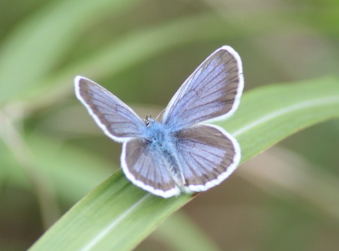 群馬   　 　　　　　　　　 ホシミスジ初見他2014/07/06②_d0251807_1824982.jpg