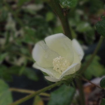 綿の花、一番花咲きました***_e0311225_8133395.jpg