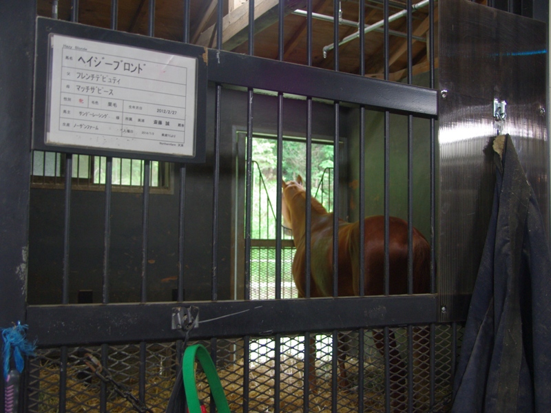 山元トレセン マロンベルとノーザンファーム天栄 シングルカスク見学 あぽこぶろぐ 山元トレセン マロンベルとノーザンファーム天栄 シングルカスク見学 あぽこぶろぐ