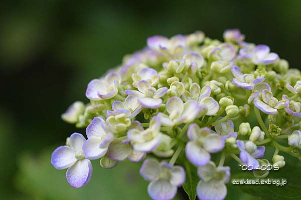 《花》　渦紫陽花　50mmマクロ　（大崎植物園）_c0080036_2249480.jpg