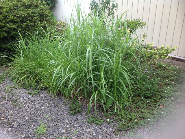 f0031037_17155285.jpg