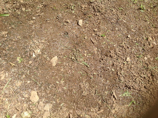f0031037_171826.jpg