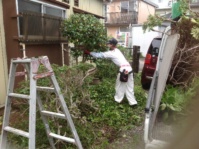 数年ぶりの植木剪定　(^-^;_f0031037_17201348.jpg