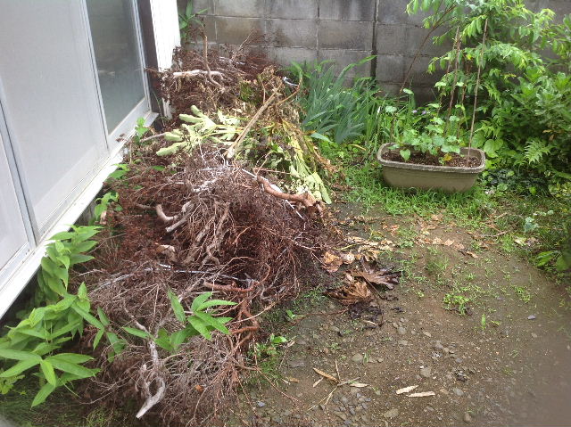 数年ぶりの植木剪定　(^-^;_f0031037_17241340.jpg