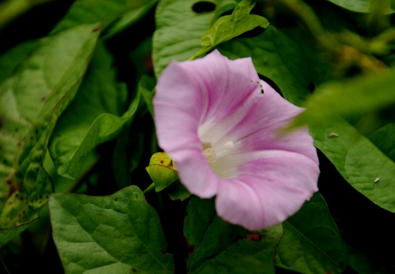 野の花と育成種_f0119643_13473486.jpg