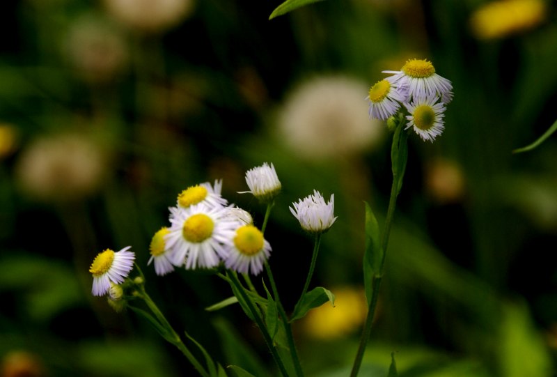 野の花と育成種_f0119643_13585395.jpg