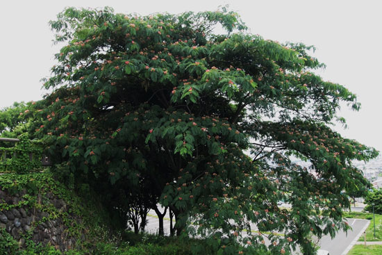 c0093046_722253.jpg