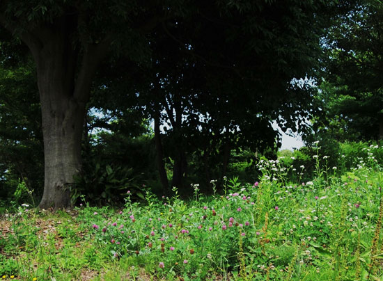 c0093046_72524.jpg