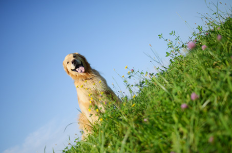 暑さ対策のゴハン♪_f0044853_15202834.jpg