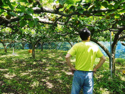 熊本梨 本藤果樹園 今年も樹上完熟にこだわり順調に成長中!!_a0254656_2028018.jpg