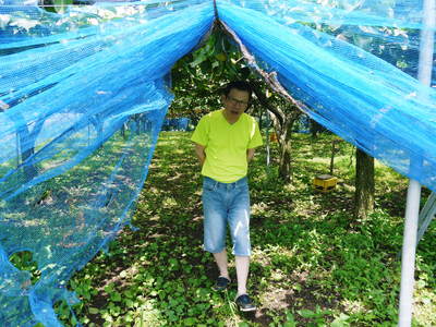 熊本梨 本藤果樹園 今年も樹上完熟にこだわり順調に成長中!!_a0254656_20304048.jpg