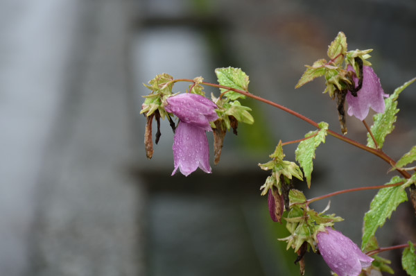 雨がやんでいるうちにお散歩_b0319658_13533952.jpg