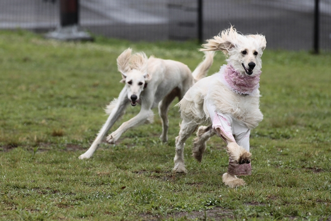 保護犬LIZLISAその３_f0268259_22361638.jpg