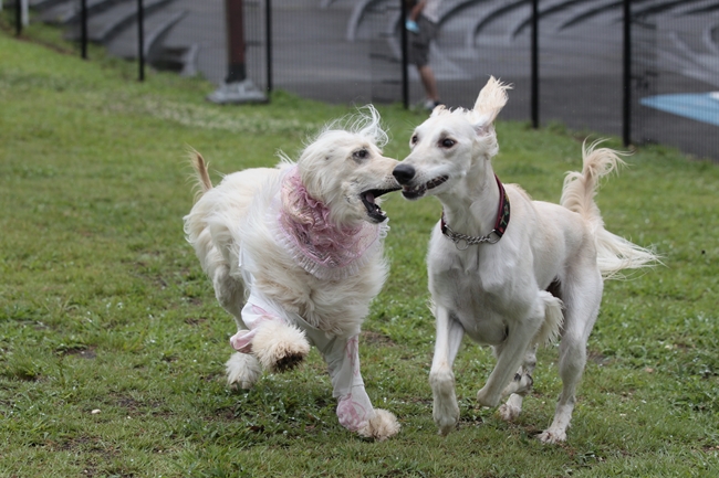 保護犬LIZLISAその３_f0268259_22384161.jpg