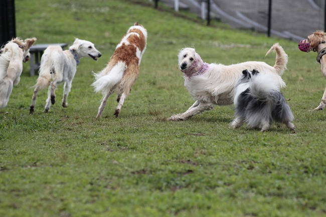 保護犬LIZLISAその３_f0268259_23482516.jpg