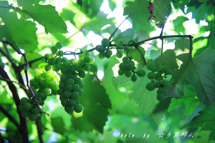 梅雨の晴れ間・・・（１８４０）_d0274760_1213198.jpg