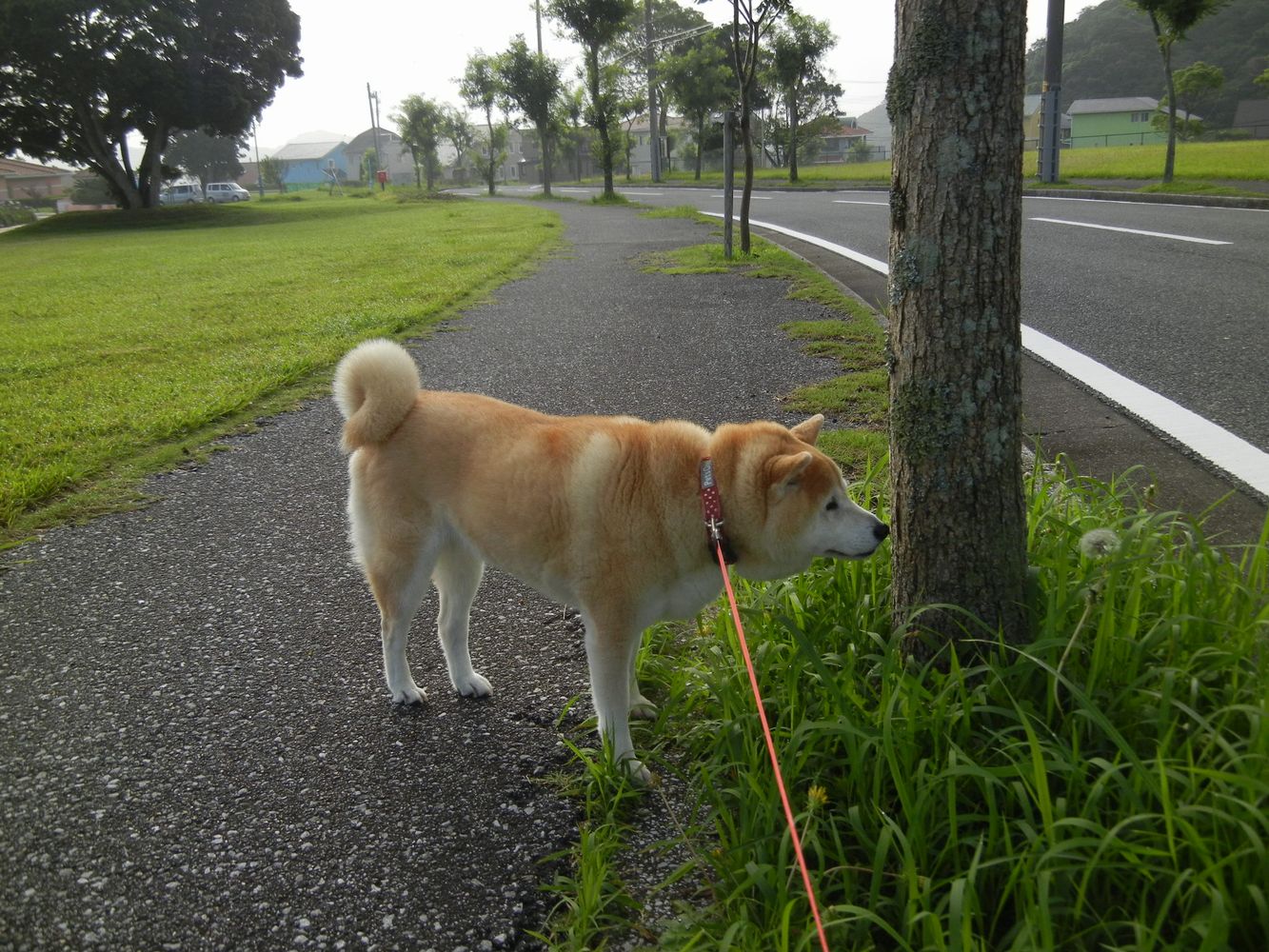 ’14,7,8(火)久しぶりに夏日~!_f0060461_10531068.jpg
