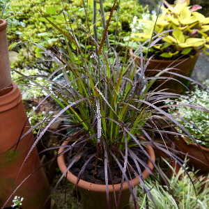 c0055363_9282783.jpg