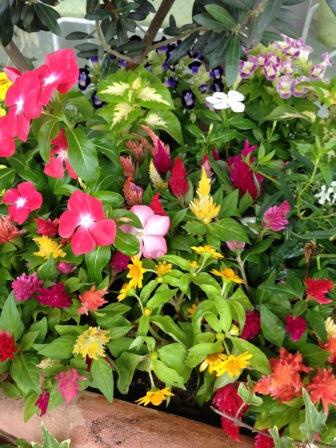 お花畑_b0117785_11101950.jpg