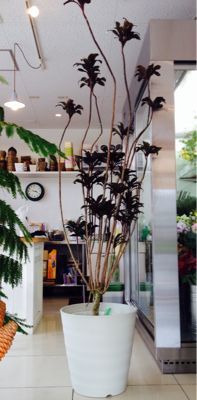 超レア観葉植物 Photos フォトス 花たより 超レア観葉植物 Photos フォトス 花たより