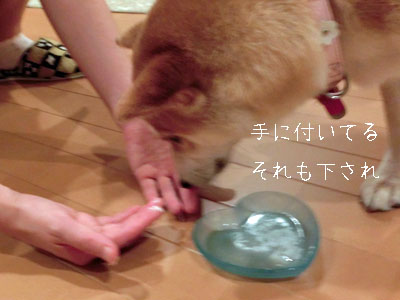 【柴犬ゆめちゃん】2歳になりました(*^_^*)_f0062790_22335655.jpg