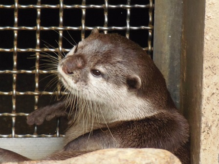 カワウソ　ローズ　相談に乗ります_f0297893_001181.jpg