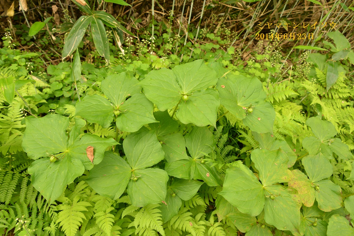 上高地 植物メモ　 Memorandum of Flora of Kamikochi_f0268294_20315517.jpg