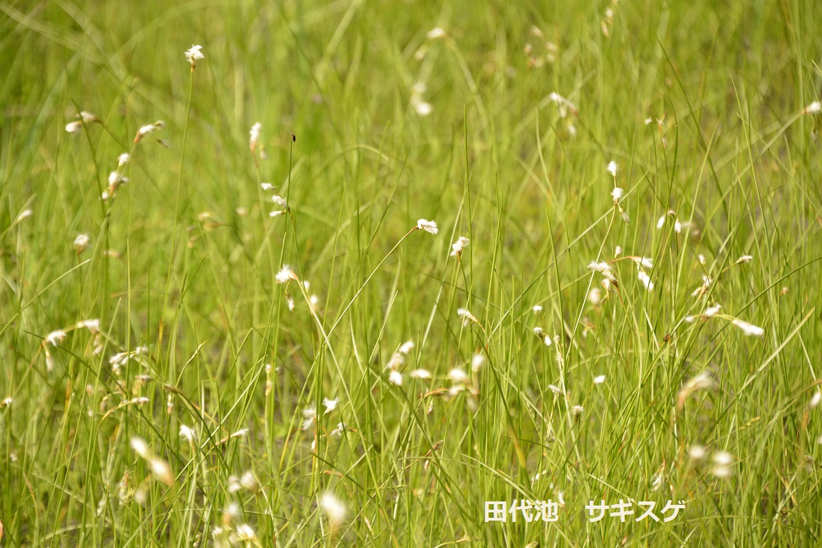 上高地 植物メモ　 Memorandum of Flora of Kamikochi_f0268294_20563844.jpg