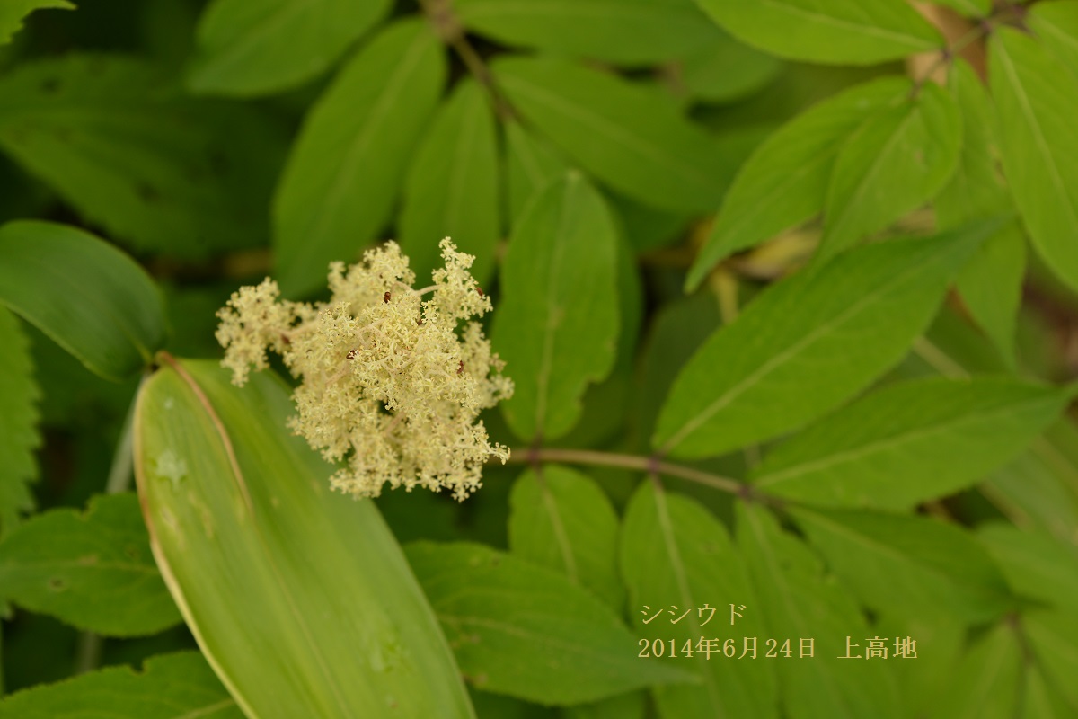 上高地 植物メモ　 Memorandum of Flora of Kamikochi_f0268294_20574938.jpg