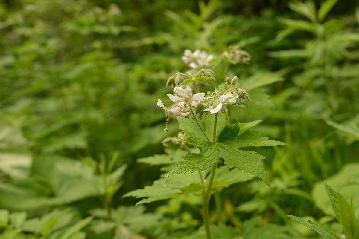 上高地 植物メモ　 Memorandum of Flora of Kamikochi_f0268294_21044849.jpg