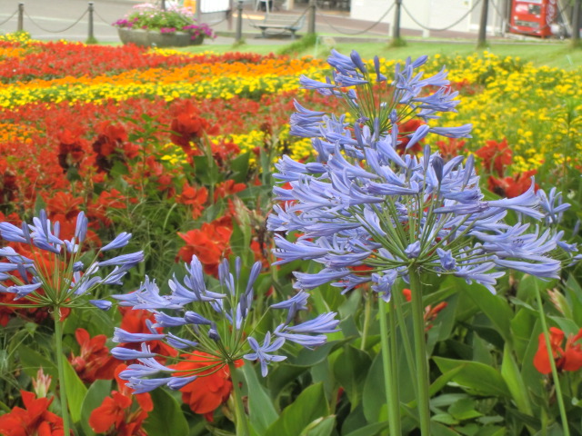 万博公園の花たちと民俗博物館_b0044296_13325113.jpg