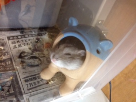 番外編! 我が家のペット ハムちゃん達(^_-)_c0147398_1762155.jpg