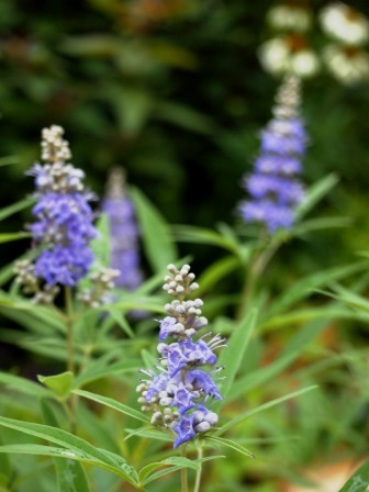 b0128101_1741116.jpg