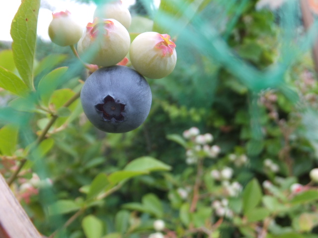 ブルーベリー茶 テッキーの山歩き