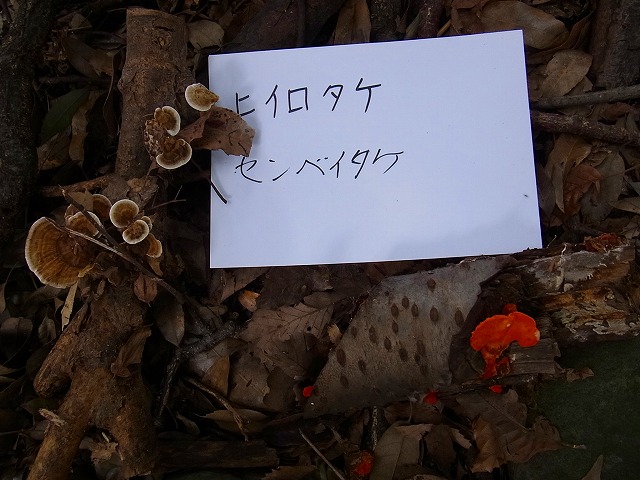 すみれば自然講座「都会のキノコ入門講座」_b0049307_248063.jpg