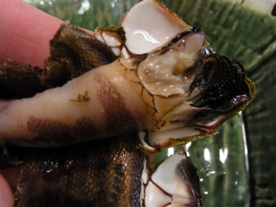 カメの手_f0157910_13244178.jpg