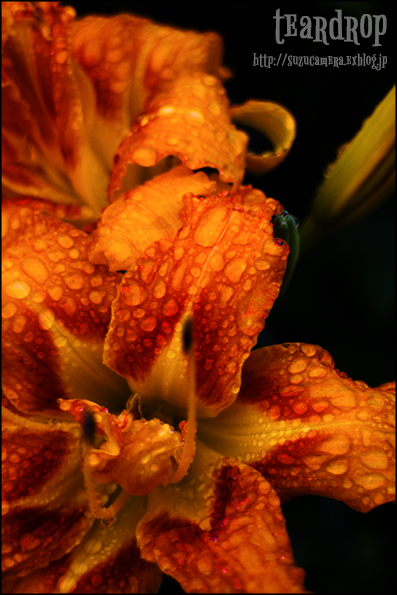 teardrop_f0100215_19245426.jpg