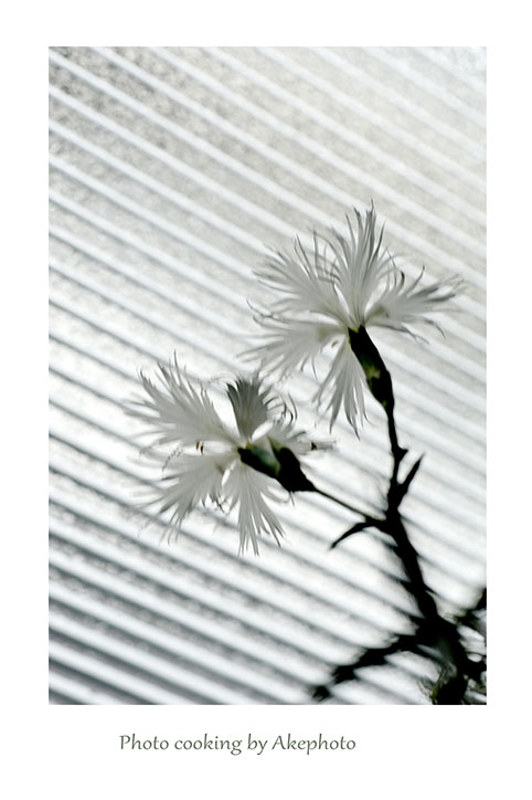 白花カワラナデシコ　～ゆらゆら撮法～_e0127416_15312436.jpg