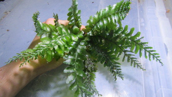 Cephalomanes oblongifolium : コケシノブログ‐苔忍録‐